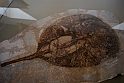 I Fossili di Bolca_27